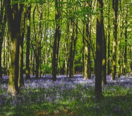 Bluebell wood. Be Inspired