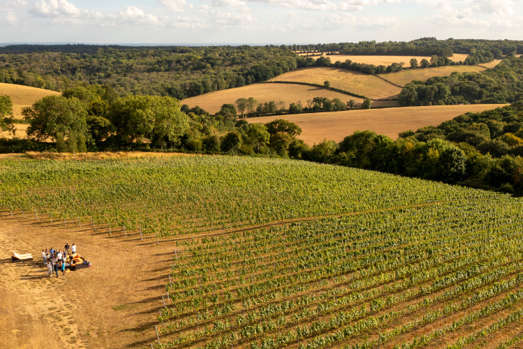 Jo Jo's Vineyard