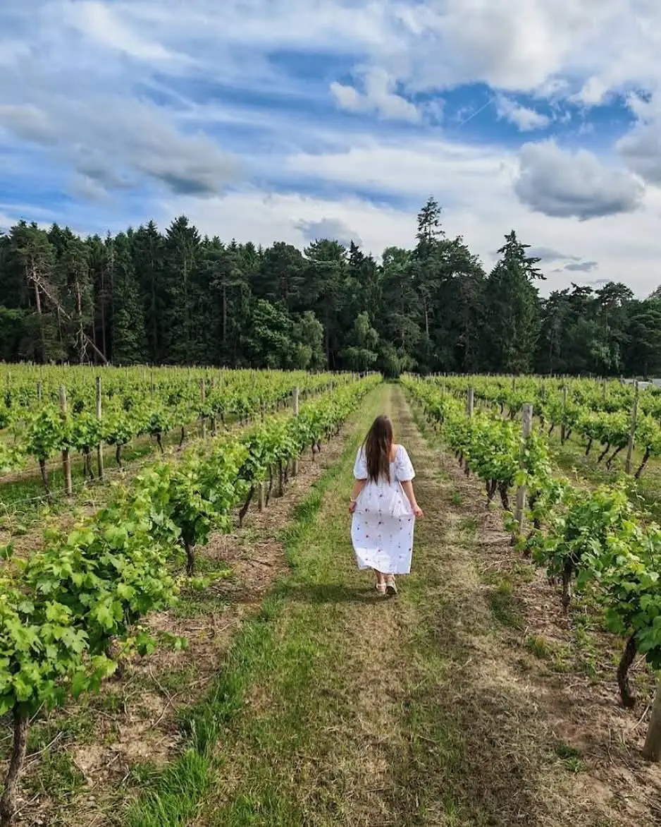Tour and Tasting Experience at Oaken Grove Vineyard