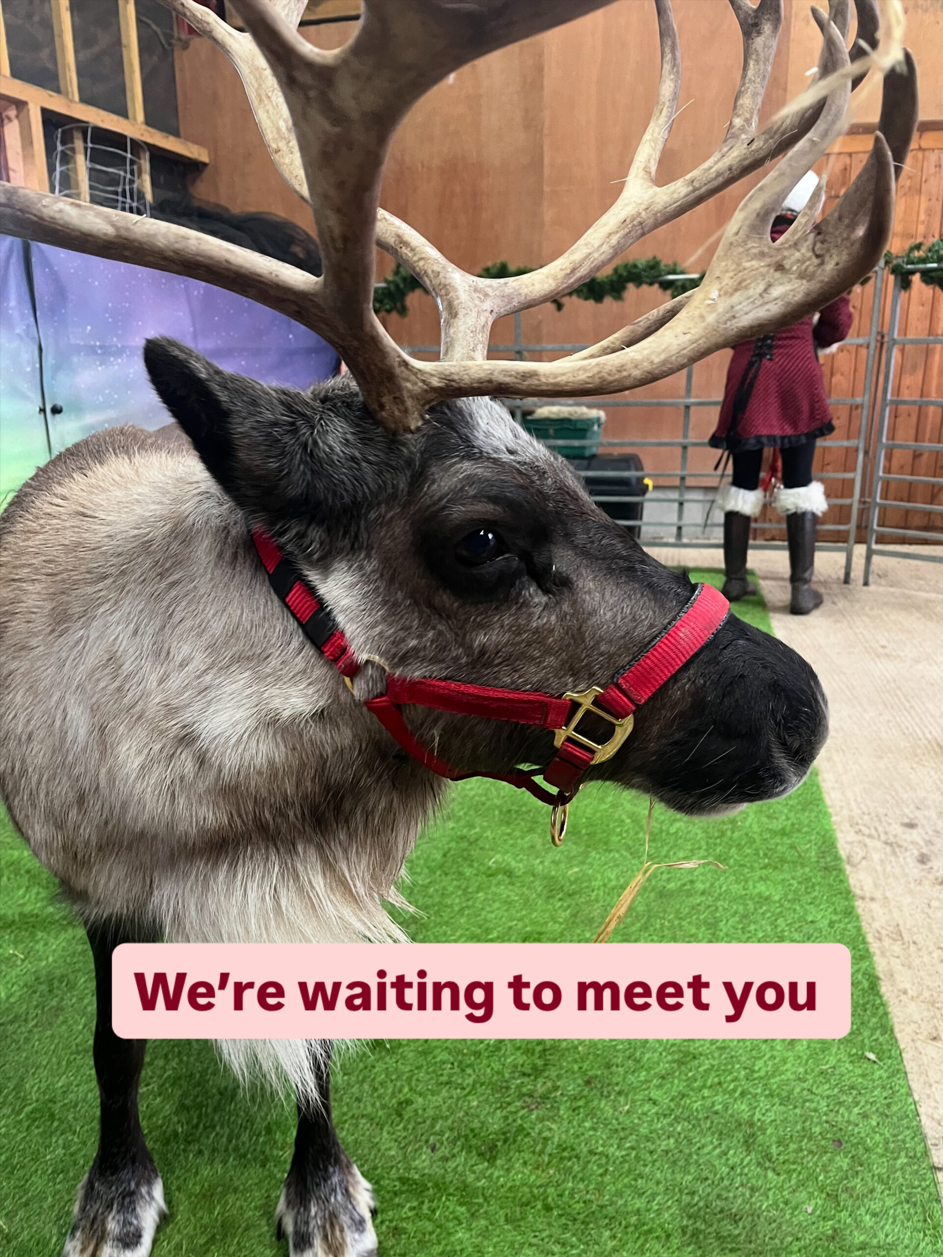 Real Reindeer at Waterperry Gardens