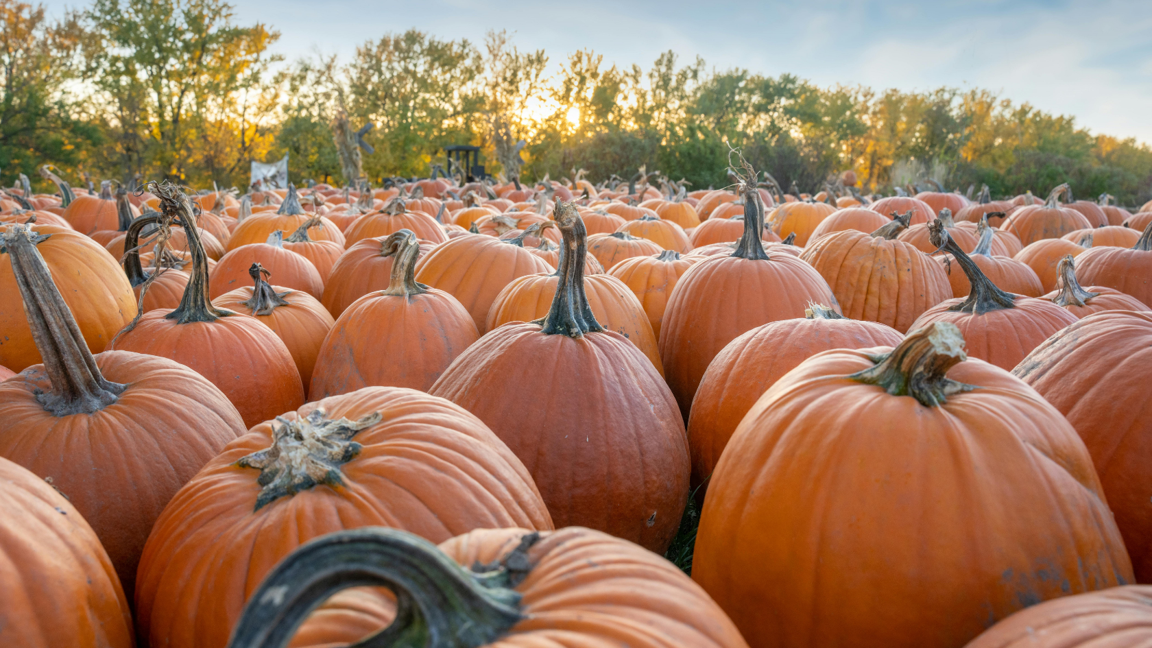 Pick Your Own Pumpkins